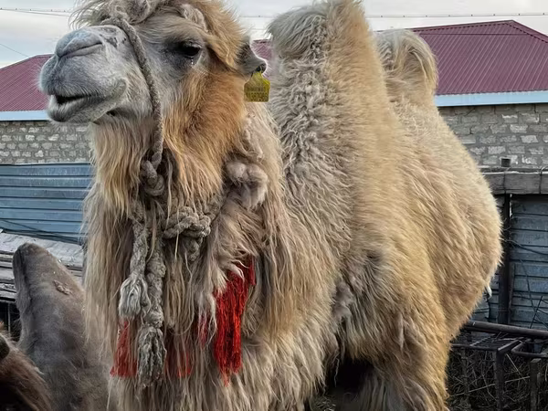 Kamel, Kazakh Bactrian camel