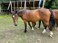 Mare, Međimurje horse — photo 3