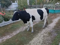 Cow, Russian Black pied cattle — photo 2