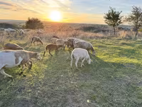 मेढ़ा, Katum sheep — फ़ोटो 1