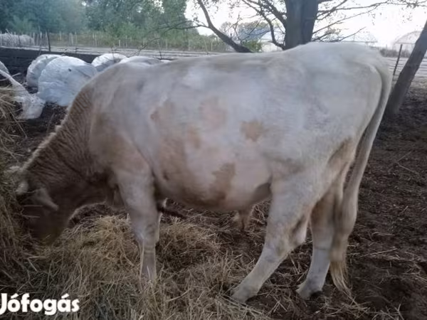 सांड, Charolais cattle