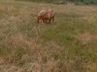 Brebis, Kazakh meat-wool sheep — photo 2