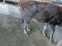 Vache, Russian Black pied cattle — photo 5