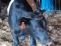 Vache, Vache galloise — photo 2
