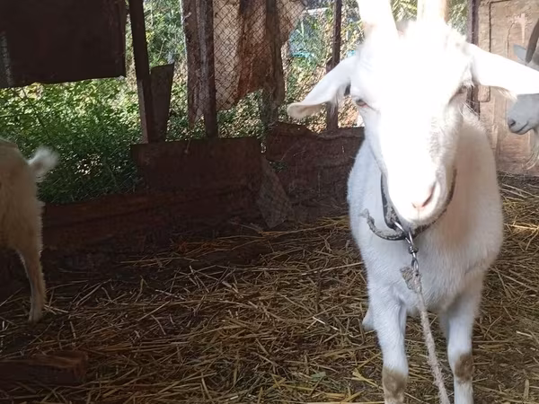 बकरी, Saanen goat