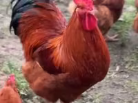 بوربونيز — الصورة 5