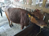 Vache, Bovins — photo 2
