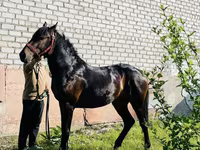 Cheval, Swedish warmblood horse — photo 3