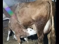 Byk, Simmental cattle — zdjęcie 2