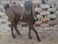 Chèvre, Najdi goat — photo 2