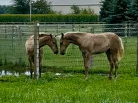 Jument, Black Sea breed — photo 4