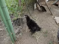 Chickens — foto 2