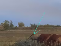 Kobyła, Priob horse — zdjęcie 2