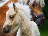 Caballos (lote, sexo no especificado), Shetland Pony — foto 6