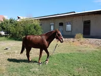 Cheval, Vladimir heavy draft — photo 3