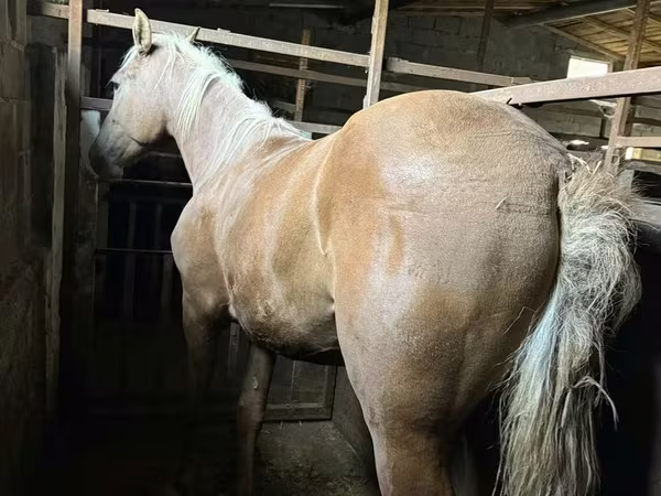 母马, Horses