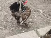 Chickens — Foto 7