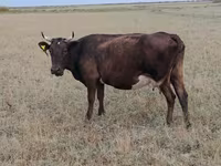 Vache, Ukrainian grey cattle — photo 3