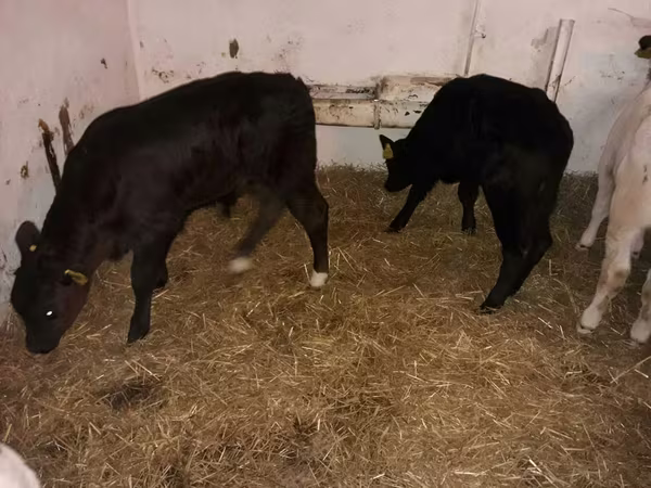 Taureau, Aberdeen-Angus