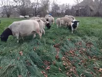 Moutons (lot, sexe non indiqué), Dorper sheep — photo 2