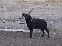 Кочкор, Шетланд койу — сүрөт 4