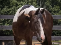 公马, Friesian — 照片 6