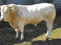 公牛, Blonde d’Aquitane cattle — 照片 3