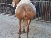 Beran, Saryarka sheep — foto 4