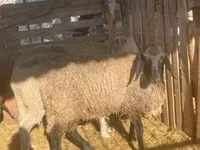 मेढ़ा, Tsigai sheep — फ़ोटो 2
