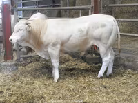 公牛, Blonde d’Aquitane cattle — 照片 4