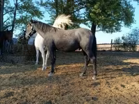 Horse (M), Lipizzaner — photo 3