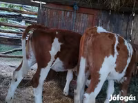 सांड, लिमोज़िन गाय — फ़ोटो 3