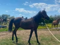 Hengst, Hucul pony — Foto 3