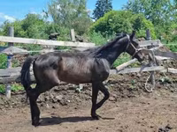 घोड़ा, Hungarian horse breed — फ़ोटो 6