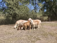 كبش, Afghan Arabi sheep — الصورة 8