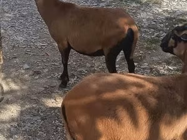 雌ヤギ, ヤギ