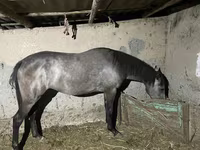 Jument, Thoroughbred horse — photo 1