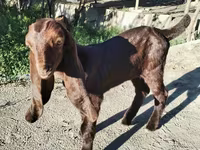 عنزة, Kamori goats — الصورة 1