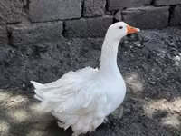 Geese — الصورة 2