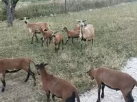 Schaf, Cameroon sheep — Foto 3