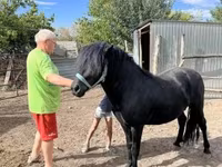 公马, Welsh Cob — 照片 3