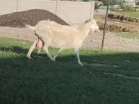 Goat, Russian White goat — photo 3