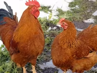 ब्लागोवार्स्काया — फ़ोटो 2