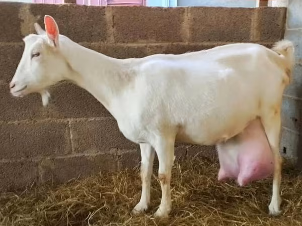 बकरी, Saanen goat