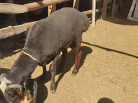 公羊, Blackheaded Persian sheep — 照片 2