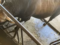 Býk, Swiss cattle — foto 4