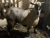 Chèvre, Alpine goat — photo 2