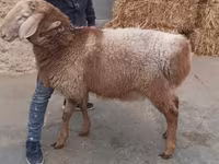 Carneiro, Arashan sheep — foto 2