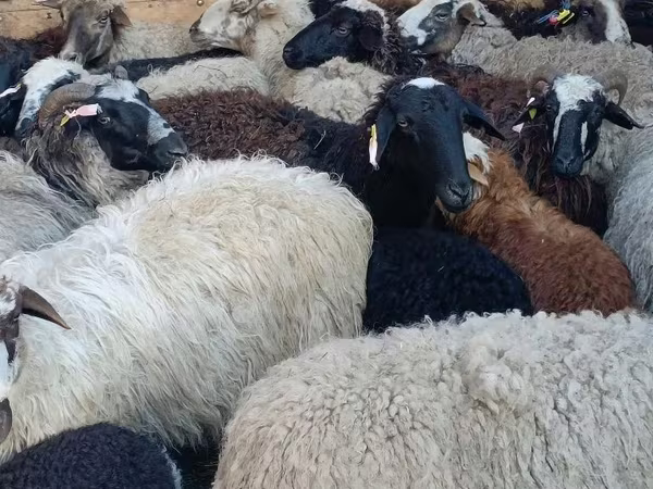 Ram, Sheep