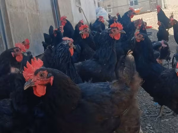 Australian Pit Game fowl